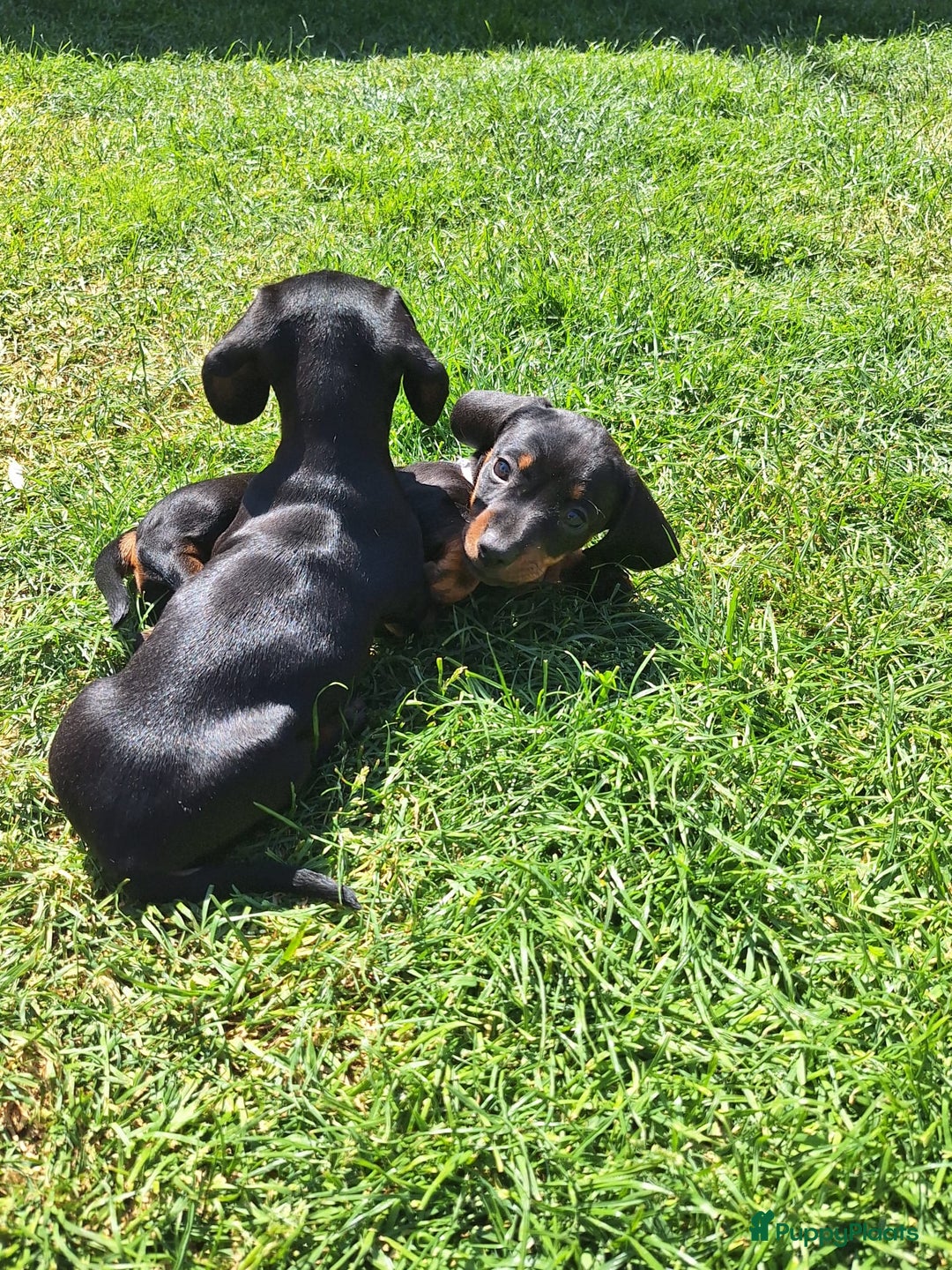 Teckel (korthaar)  honden te koop: Kortharige dwerg teckel  in Kesteren - Afbeelding 3