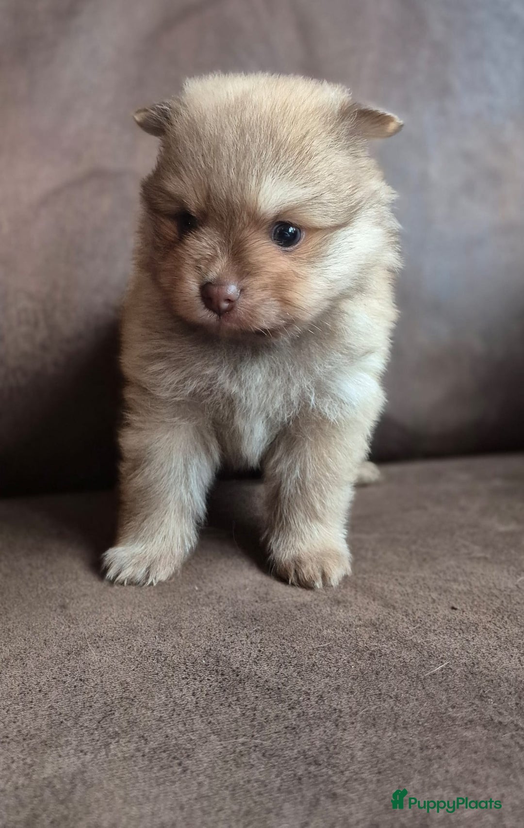 Pomchi honden te koop: Prachtige luxe pommeriaan pups - Advertentie 32