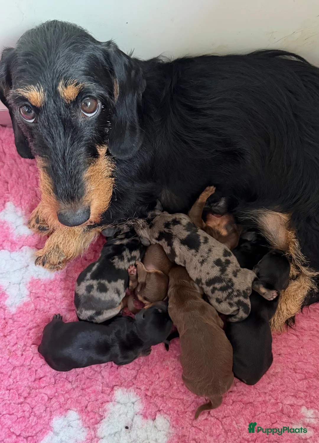 Ruwhaar Teckel honden te koop: Ruwhaar DWERG teckel pups met FCI stamboom - Advertentie 3