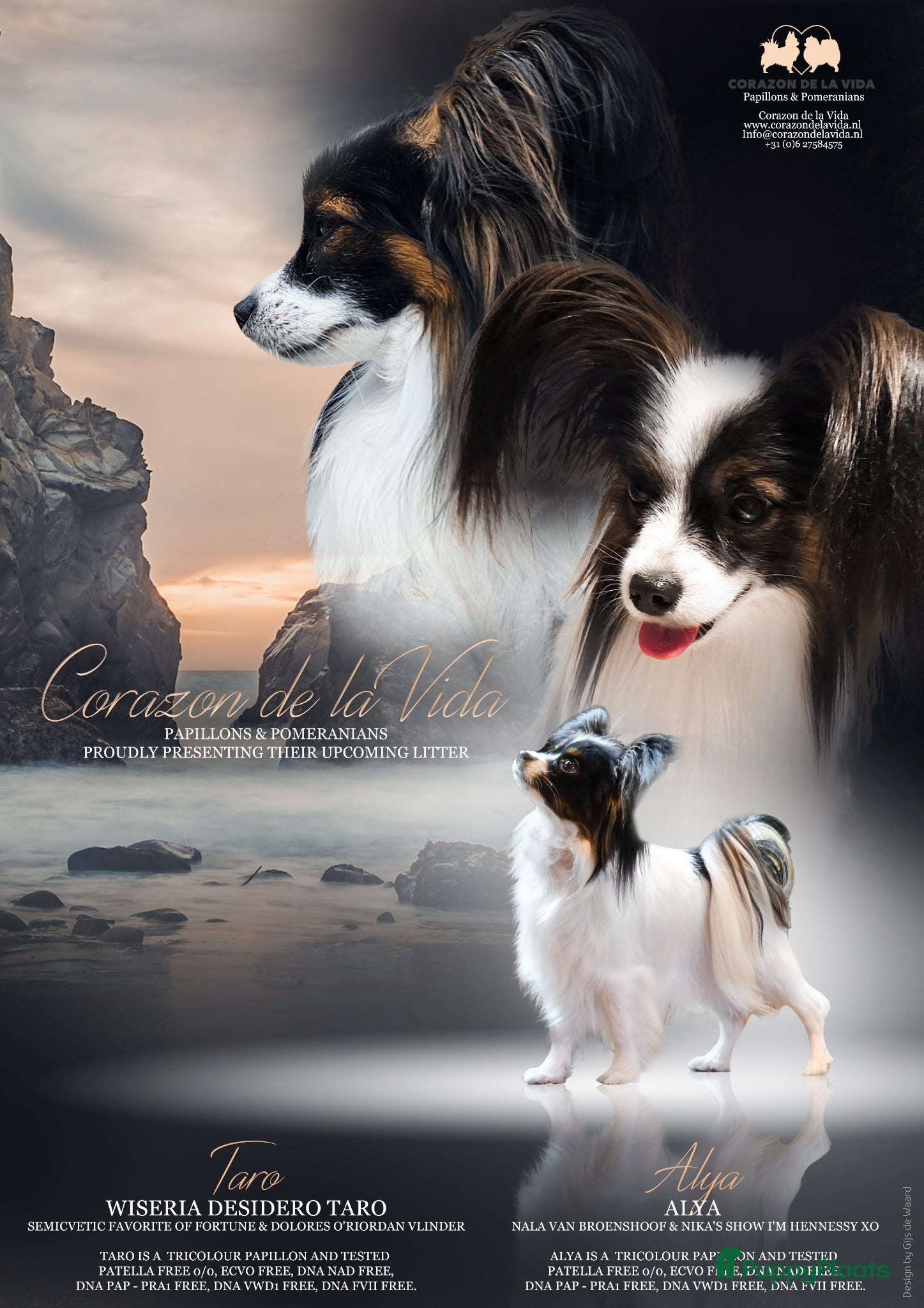 Vlinderhondje honden te koop: Vlinderhond papillon reutjes beschikbaar FCI - Advertentie 3