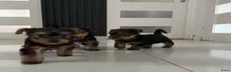 Yorkshire Terriër honden te koop: Yorkshire Terriër pupp - Advertentie 3