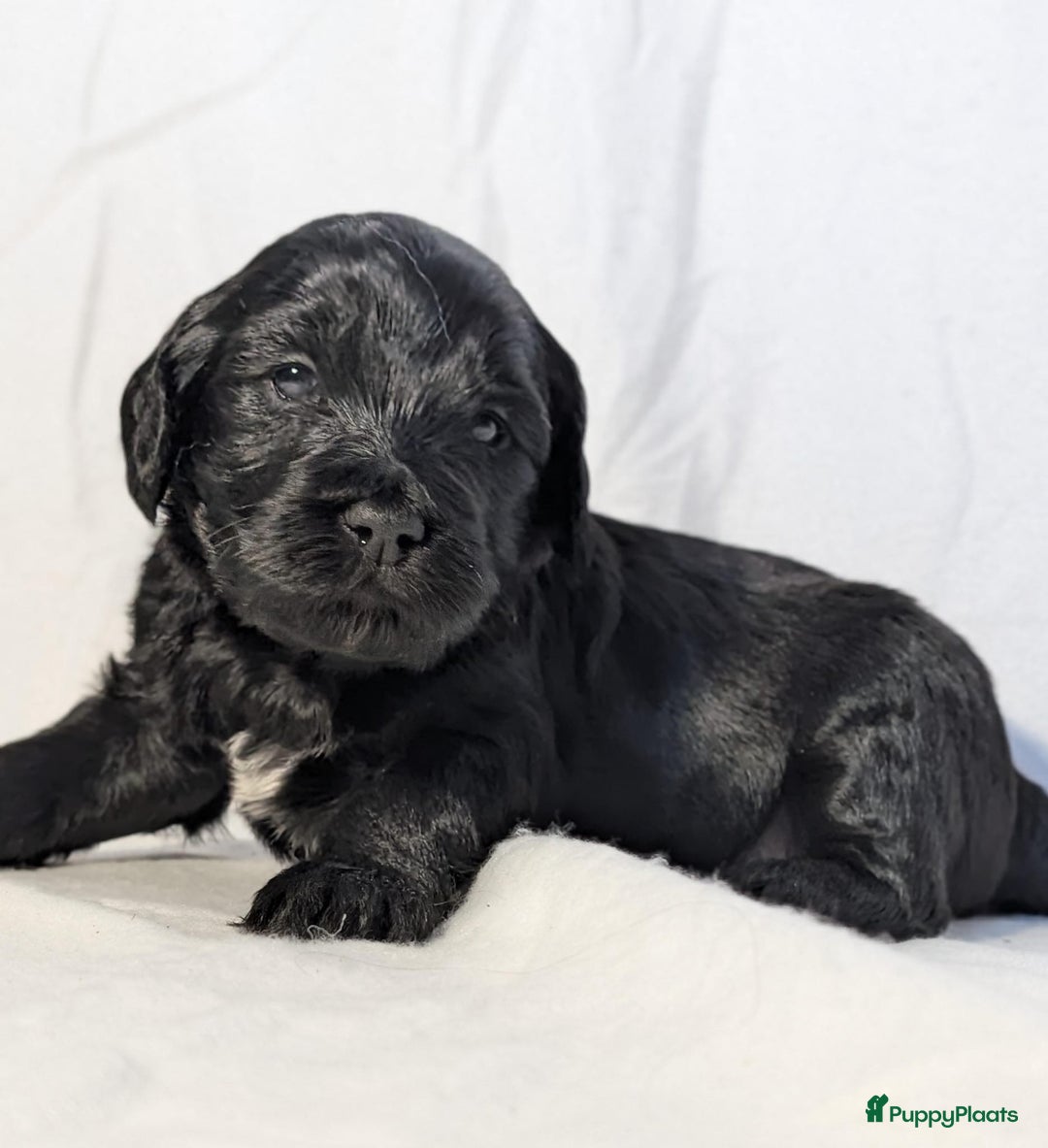 Labradoodle honden te koop: Zwarte medium labradoodles (nog 3 beschikbaar) - Advertentie 5