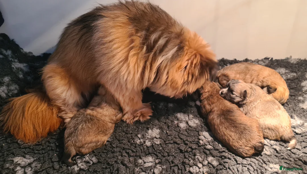Maltipom honden te koop: Prachtig Lieve,shipom in ons gezin opgegroeid - Advertentie 29
