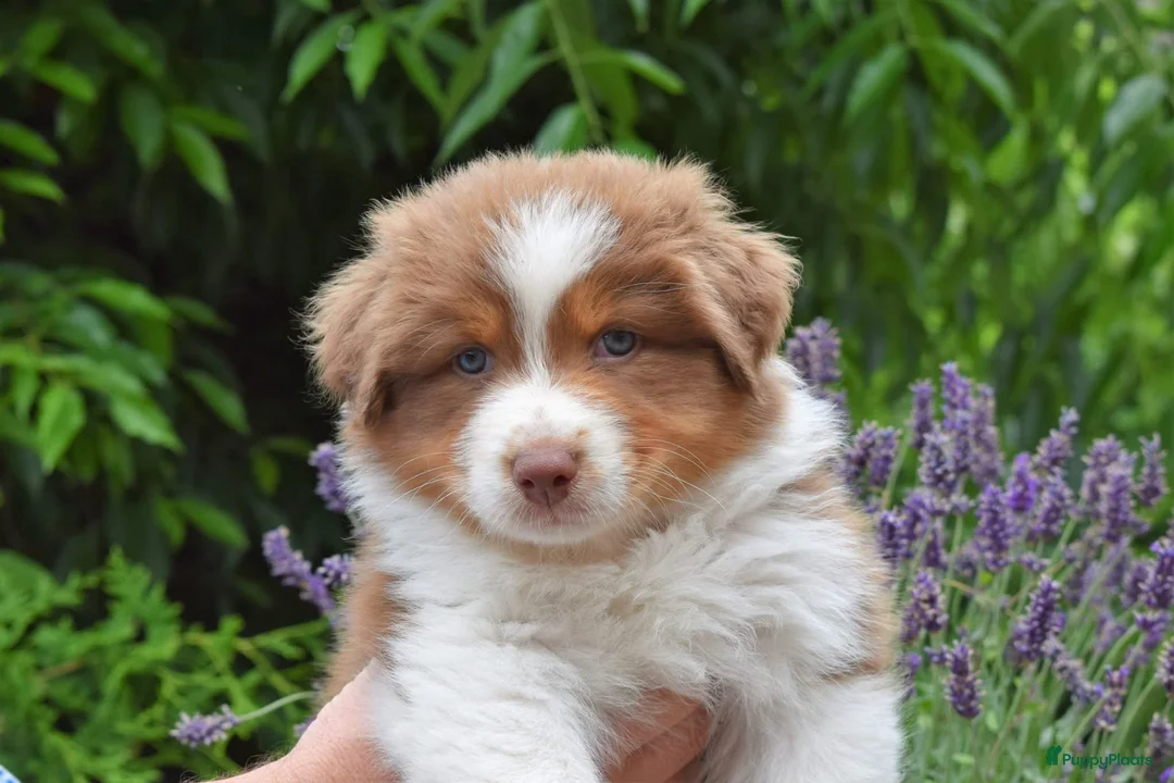 Australian Shepherd honden te koop: www.ofoutbackvalley@hotmail.com - Advertentie 2