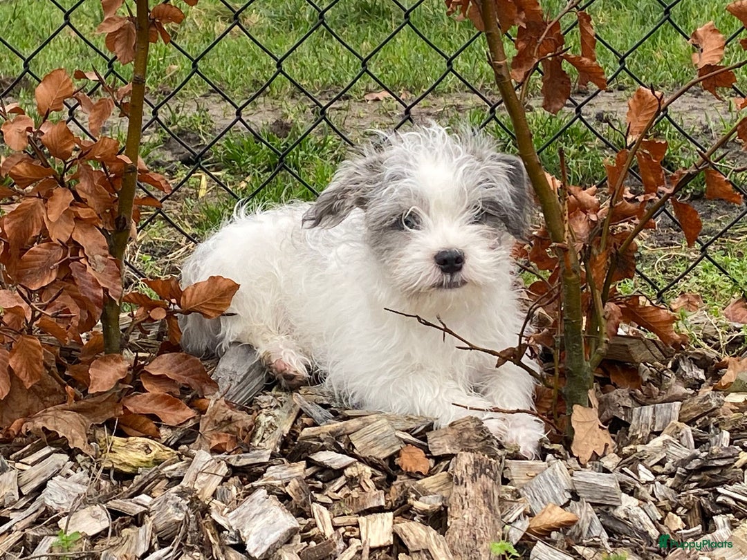 Boomer honden te koop: Boomer reutje  - Advertentie 5