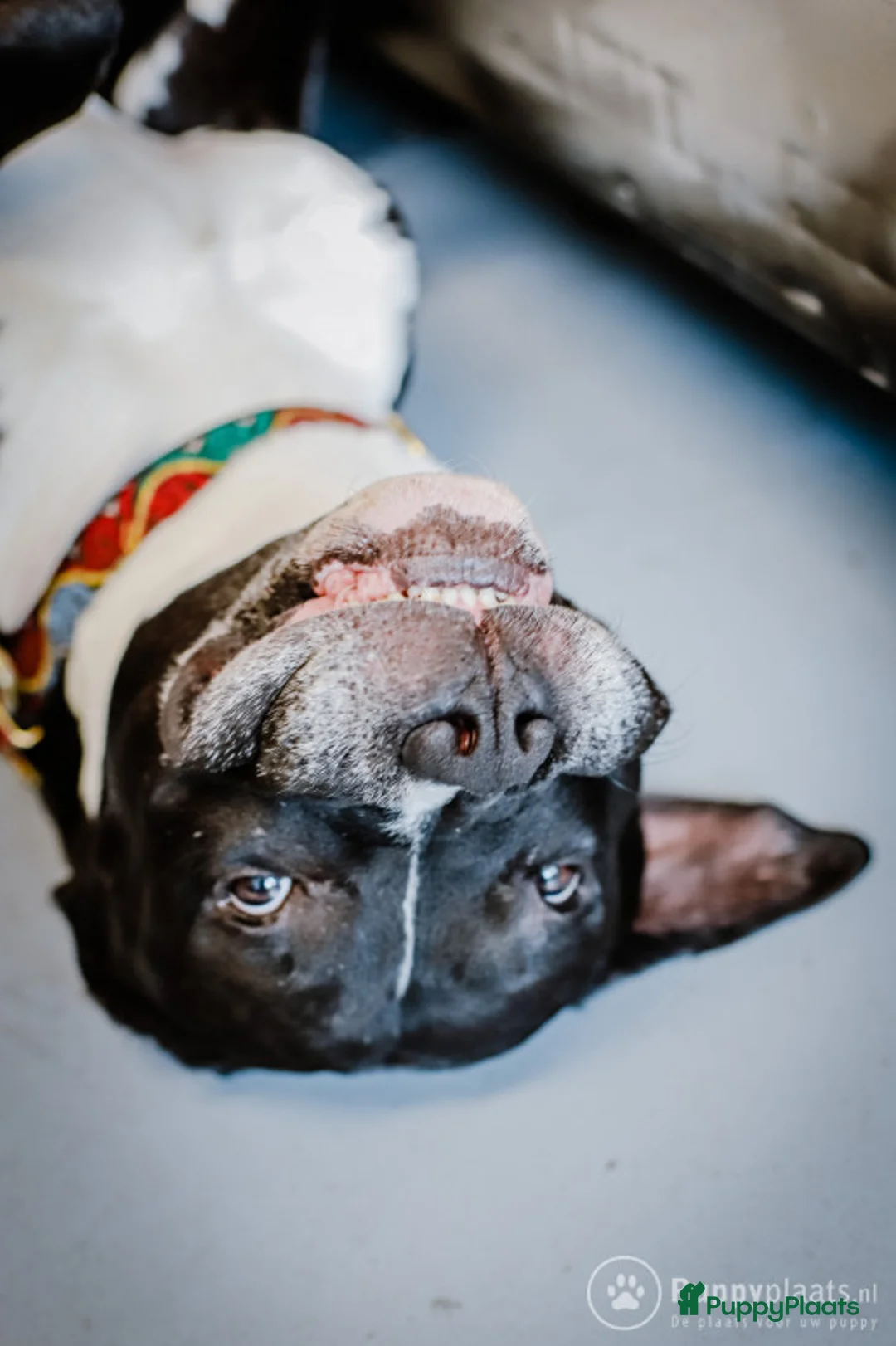 Kruising honden ter dekking: Prachtige stevige Pitbull/Argentijnse dog met zacht karakter aangeboden voor dekking in Rotterdam - Advertentie 5