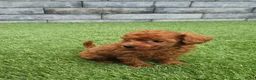 Poedel Toy honden te koop: Mooi abrikoos rood toy poedel reutje. - Advertentie 3