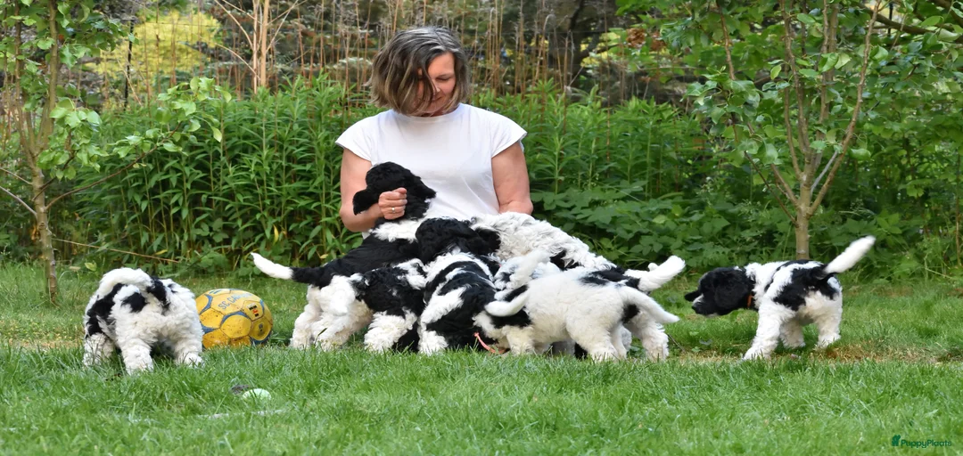 Galerij afbeelding {{count}}