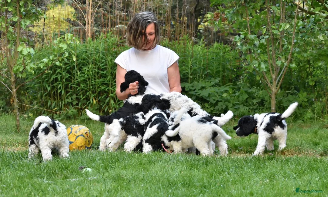 Galerij afbeelding {{count}}