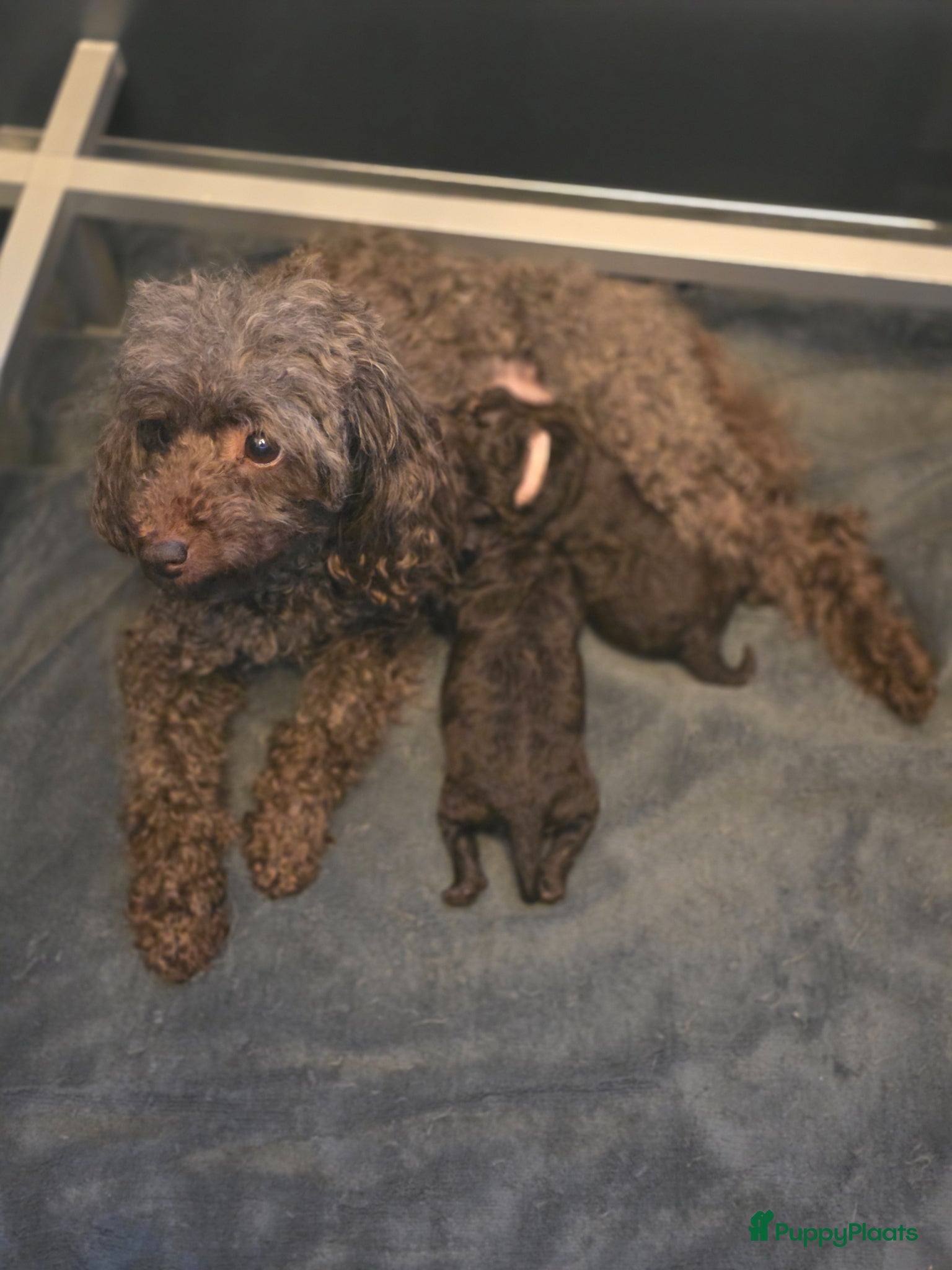 Dwergpoedel honden 2 choco toypoedel puppy's geboren - Advertentie 16