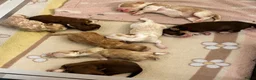 Havanezer honden te koop: Havanezer pups  - Advertentie 3