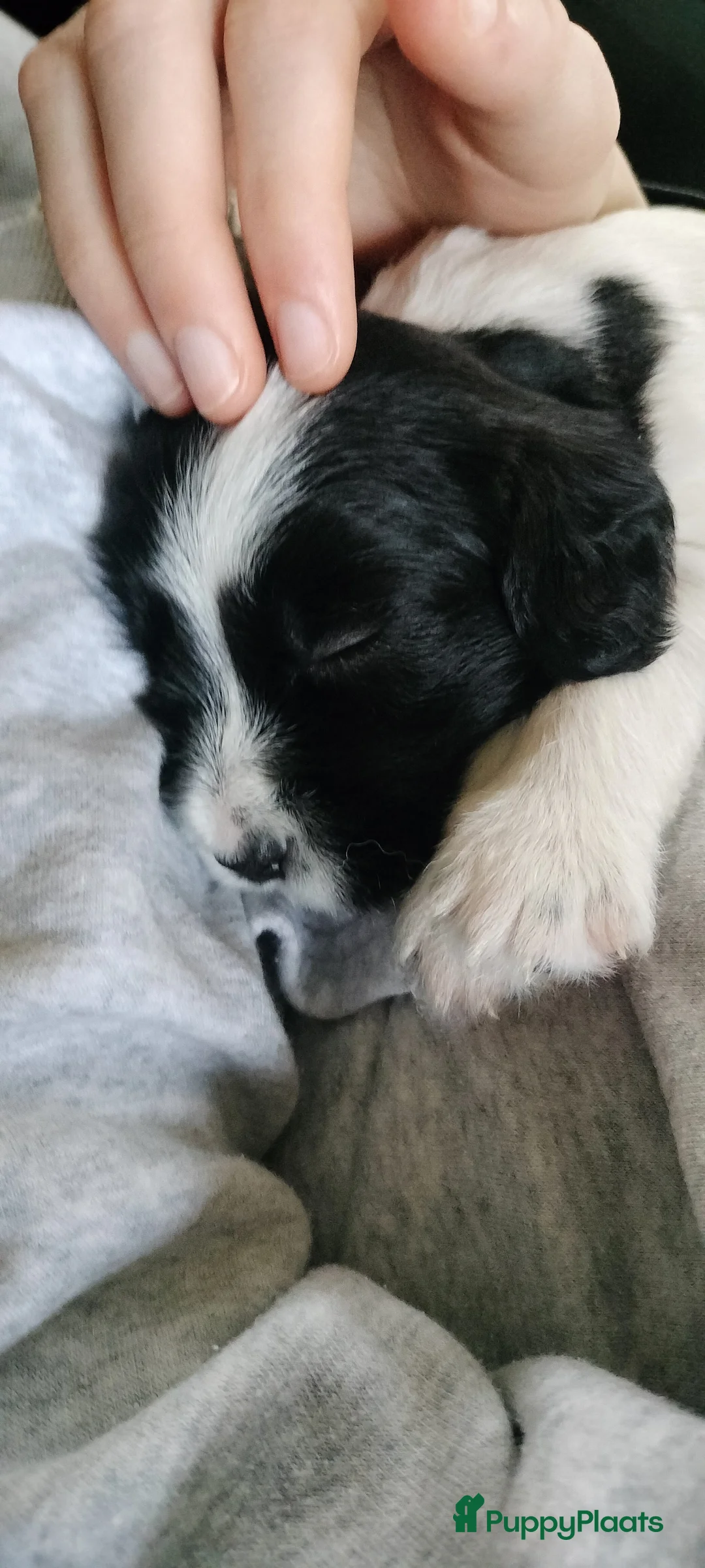 Kruising honden te koop: Tobekan pups Tibetaanse terrier x Cocker Spaniel  - Advertentie 10