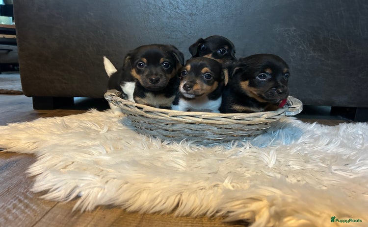 Jack Russel Terriër honden - Advertentie 1