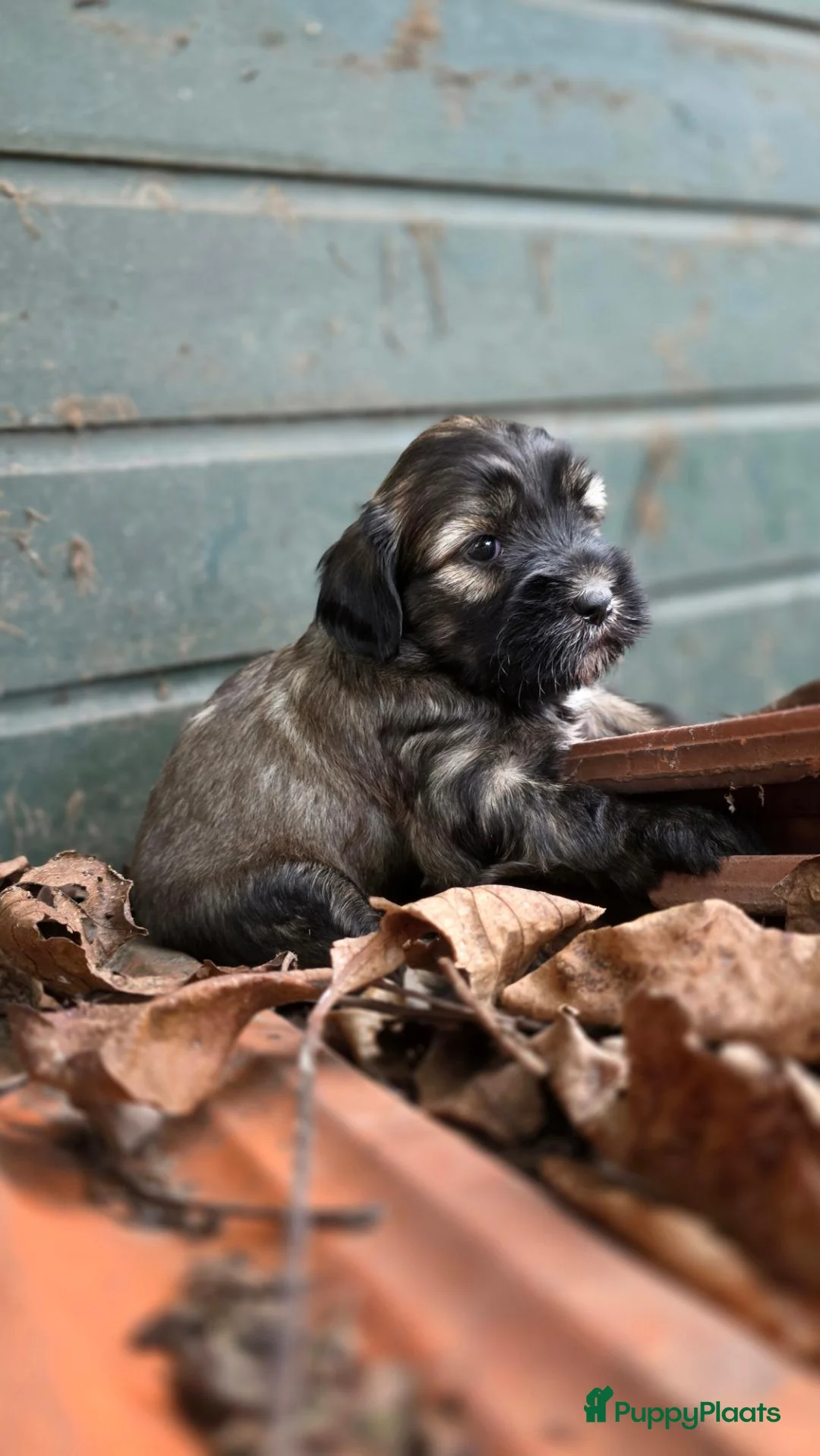 Tibetaanse Terriër honden te koop: Tibetaanse terriër pups met FCI stamboom - Advertentie 2