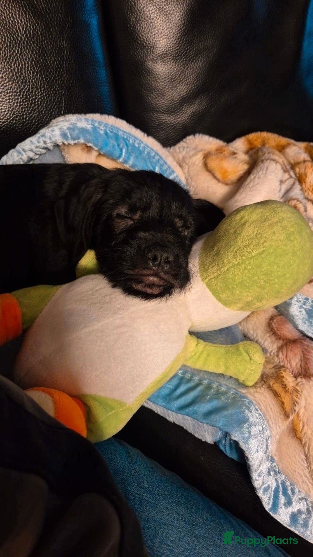 Kruising honden te koop: Super lieve Franse bulldog x toypoedel. - Advertentie 6