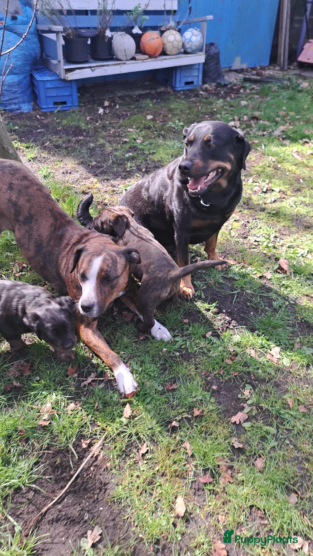 Kruising honden te koop: Rottweiler x RottweilerxBullyXL - Advertentie 2