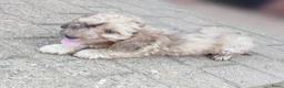 Kruising honden te koop: Doxiepoo pups. toypoedel x dwergteckel  - Advertentie 3