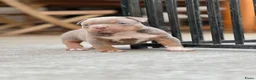 Amerikaanse Bully honden te koop: American Bully tricolor teefje te koop - Advertentie 7