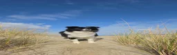 Border Collie honden ter dekking: Showline Border Collie Fenna - Advertentie 5