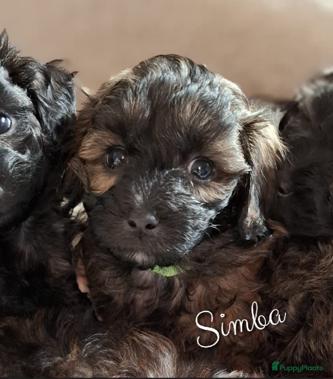 Maltipoo honden te koop: Maltipoo - Advertentie 14