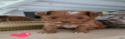 Havanezer honden te koop: Raszuivere Havanezer, met FCI stamboom - Advertentie 9