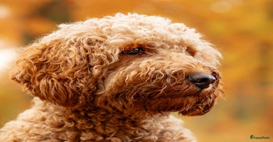 Kruising honden - Advertentie 2