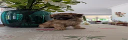 Maltipoo honden te koop: Maltipoo pups - Advertentie 9
