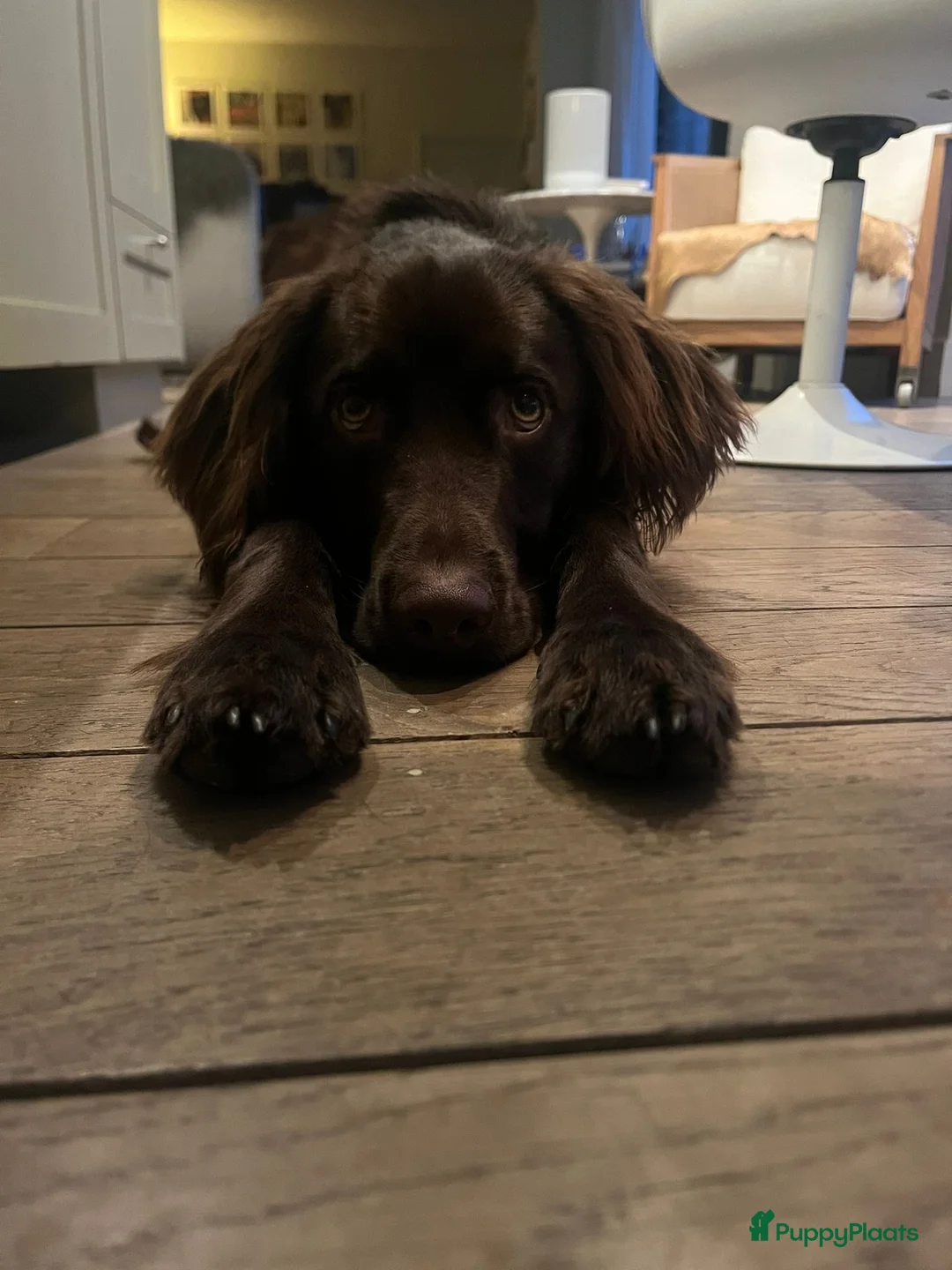 Duitse Staande Hond Langhaar honden te koop: Verwacht duitse staande Langhaar pups - Advertentie 14