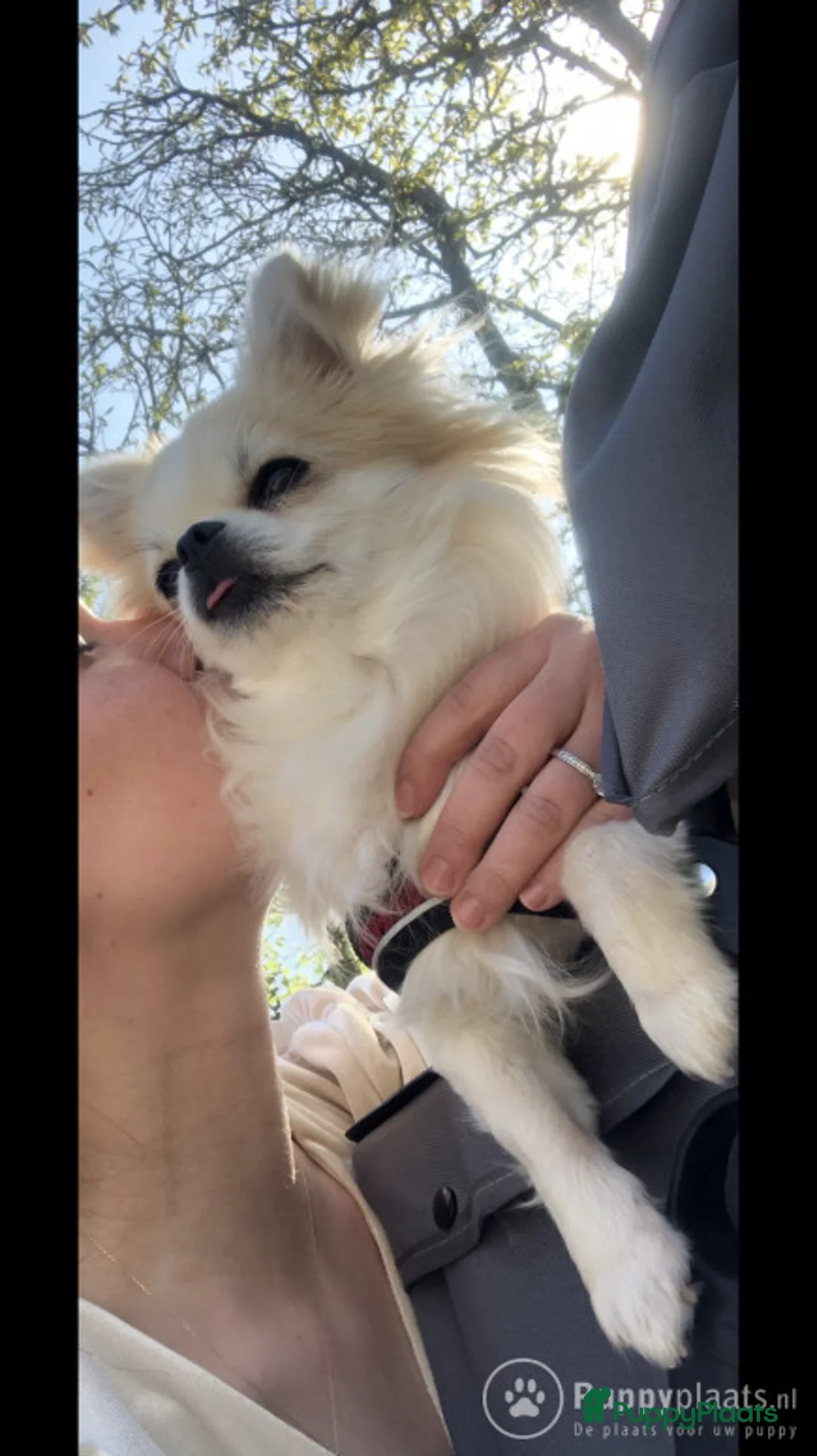 Kruising honden ter dekking: Dekreu chihuahua pomeriaan kruising Pomchi in Heemskerk - Advertentie 10