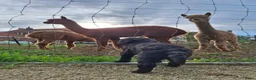 Poedel honden te koop: 1 reutje, koningspoedel - Advertentie 7