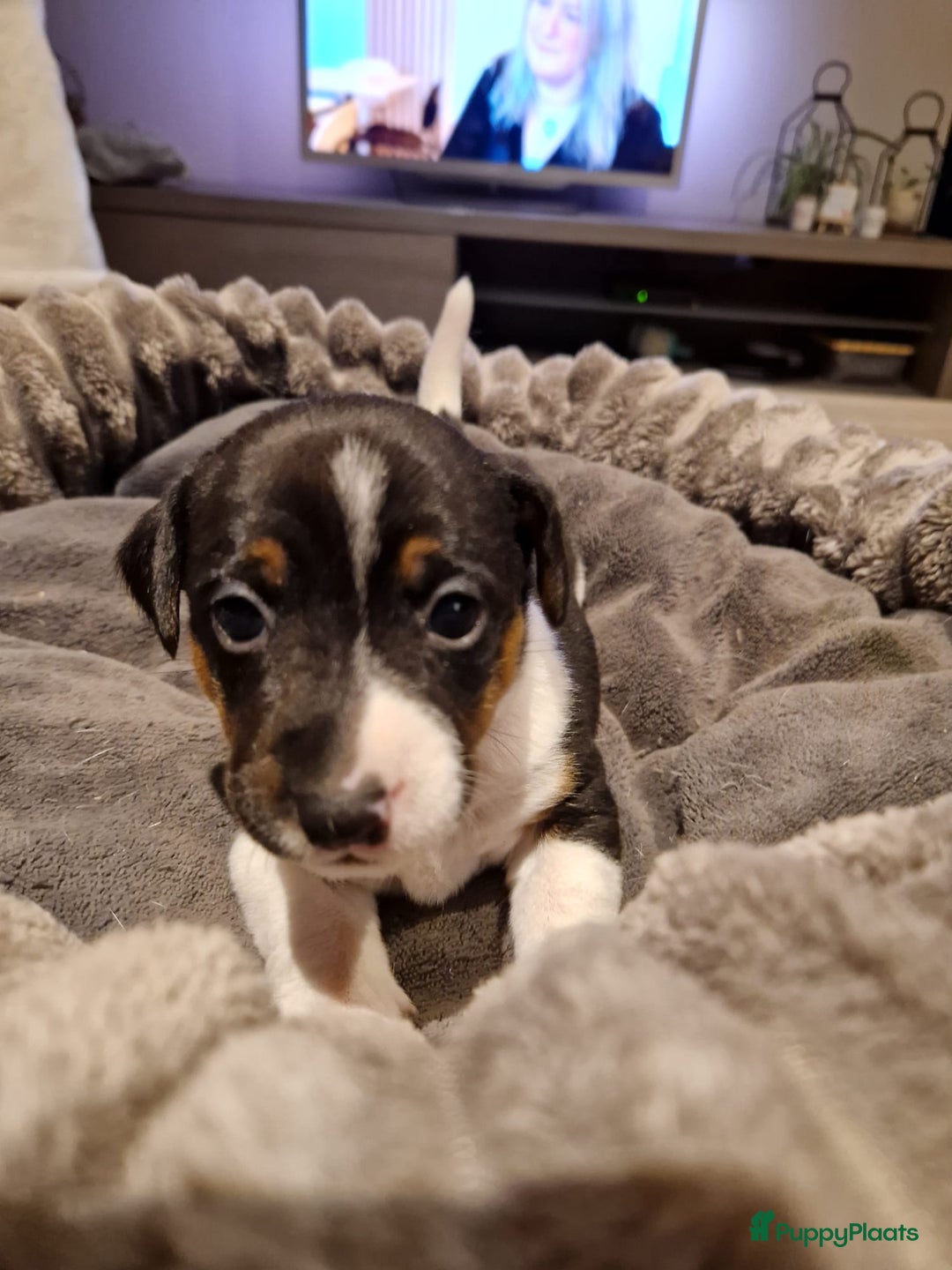 Jack Russel Terriër honden te koop: Jack russelpups opgevoed in gezin met 2 kids - Advertentie 18