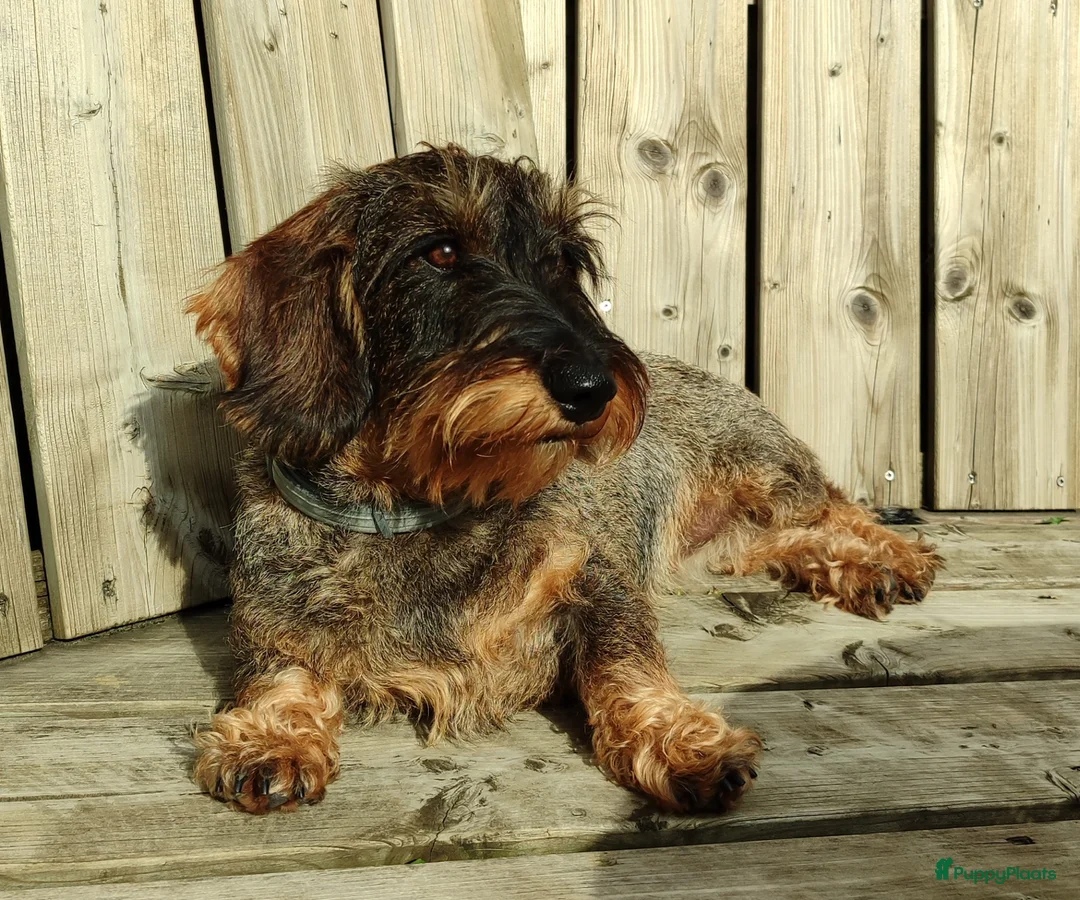 Ruwhaar Teckel honden te koop: ruwhaarteckel pups verwacht - Advertentie 10