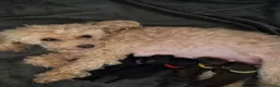 Poedel Toy honden te koop: 4 puppy's van Ginger en Uggy - Advertentie 19