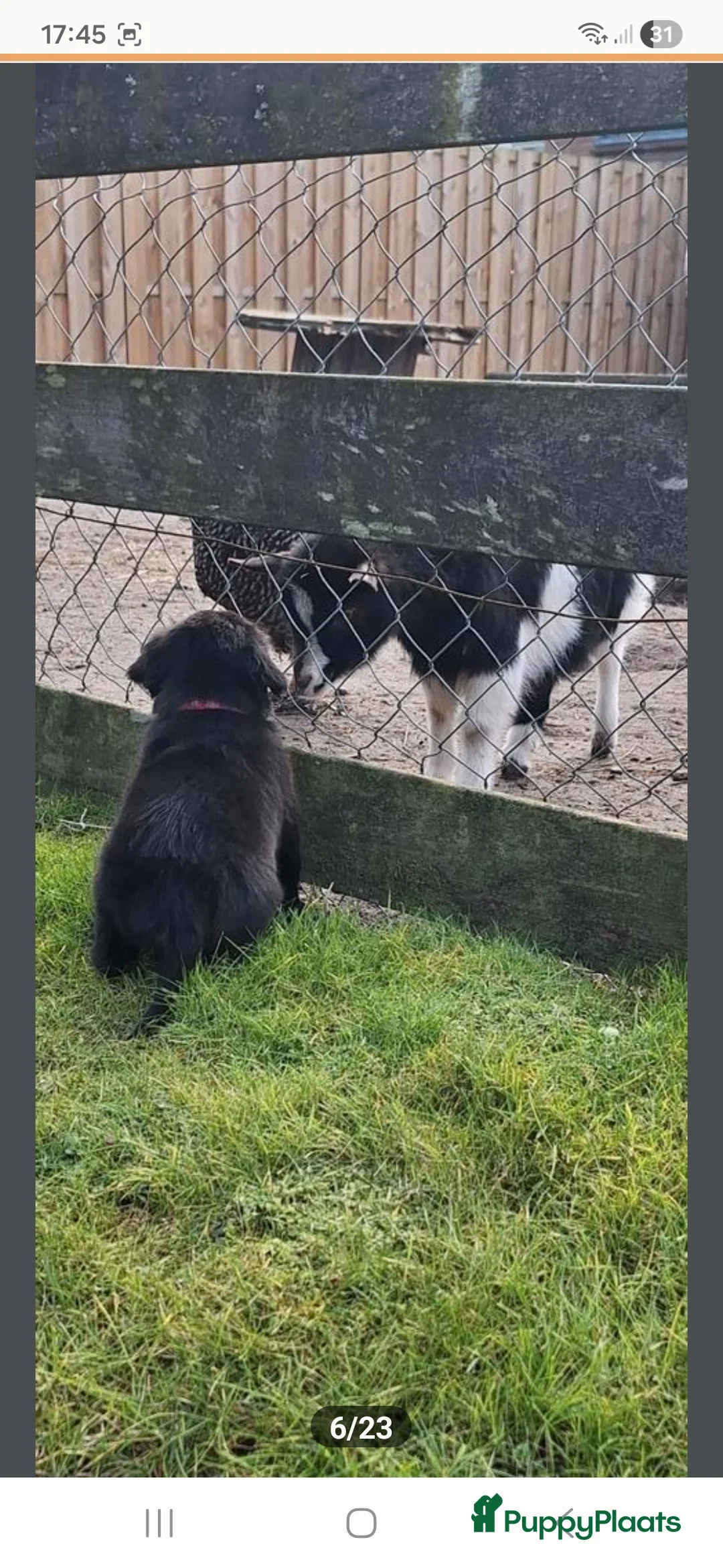 Kruising honden te koop: Xing golden retiever, aussie in huis opgegroeid - Advertentie 7