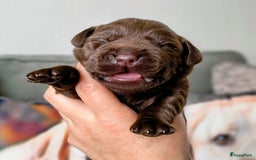 Labrador Retriever honden te koop: Labrador pups uit verantwoorde combinatie - Afbeelding 9