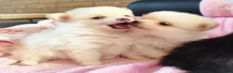 Pomeriaan honden te koop: Nog twee prachtige creme pomeranian puppys!❤️ - Advertentie 1