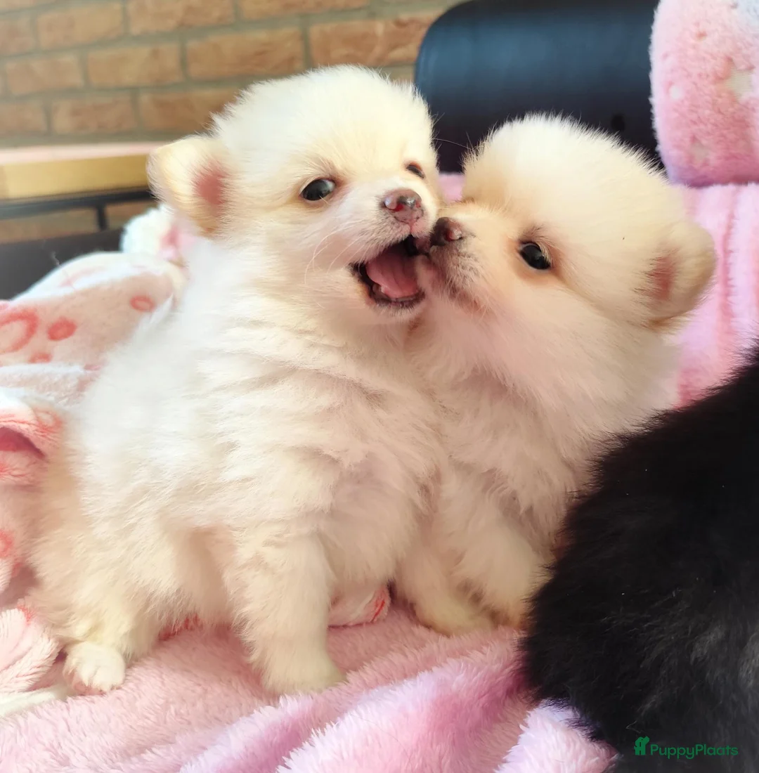 Pomeriaan honden te koop: Nog twee prachtige creme pomeranian puppys!❤️ - Advertentie 1