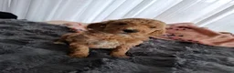 Labradoodle honden te koop: Labradoodle pups medium  - Advertentie 7