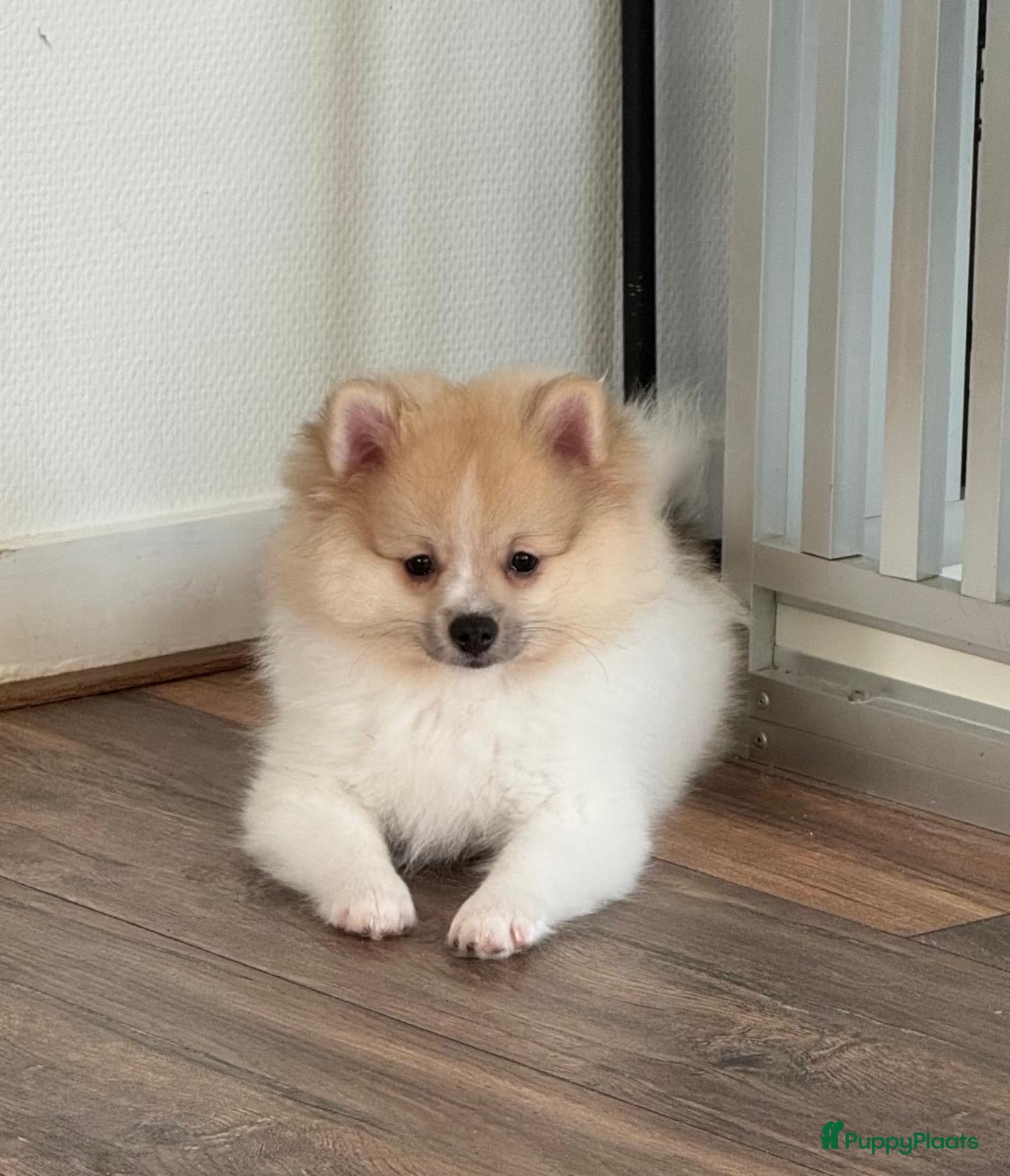 Pomeriaan honden Prachtige Pomeriaan pups  - Advertentie 1