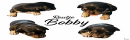 Chihuahua honden te koop: Mooie chihuahua pups - Advertentie 5