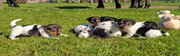 Jack Russel Terriër honden te koop: 🥰 5 Prachtige Jack Russel pups! 🐶 - Advertentie 7
