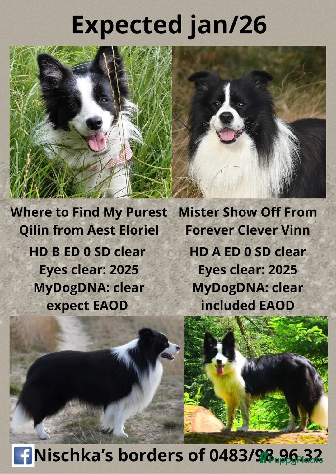 Border Collie honden te koop: border collie reutje  - Advertentie 2