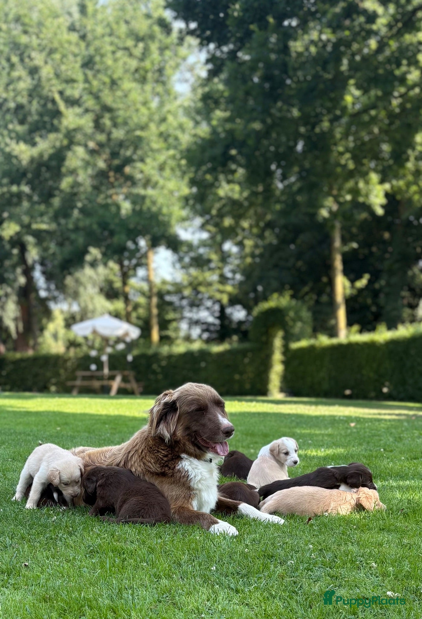 Kruising honden Dertien schattige snoetjes zoeken een nieuw thuis - Advertentie 1