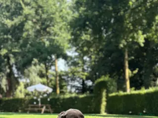 Kruising honden Dertien schattige snoetjes zoeken een nieuw thuis - Advertentie 2