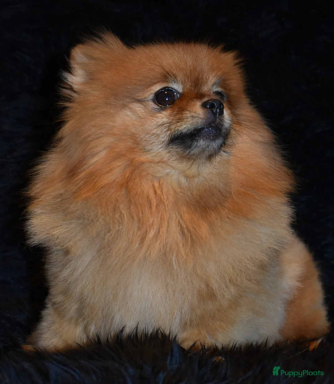 Pomeriaan honden te koop: Mini Bearface Pomeranians Geboren letter U - Advertentie 7