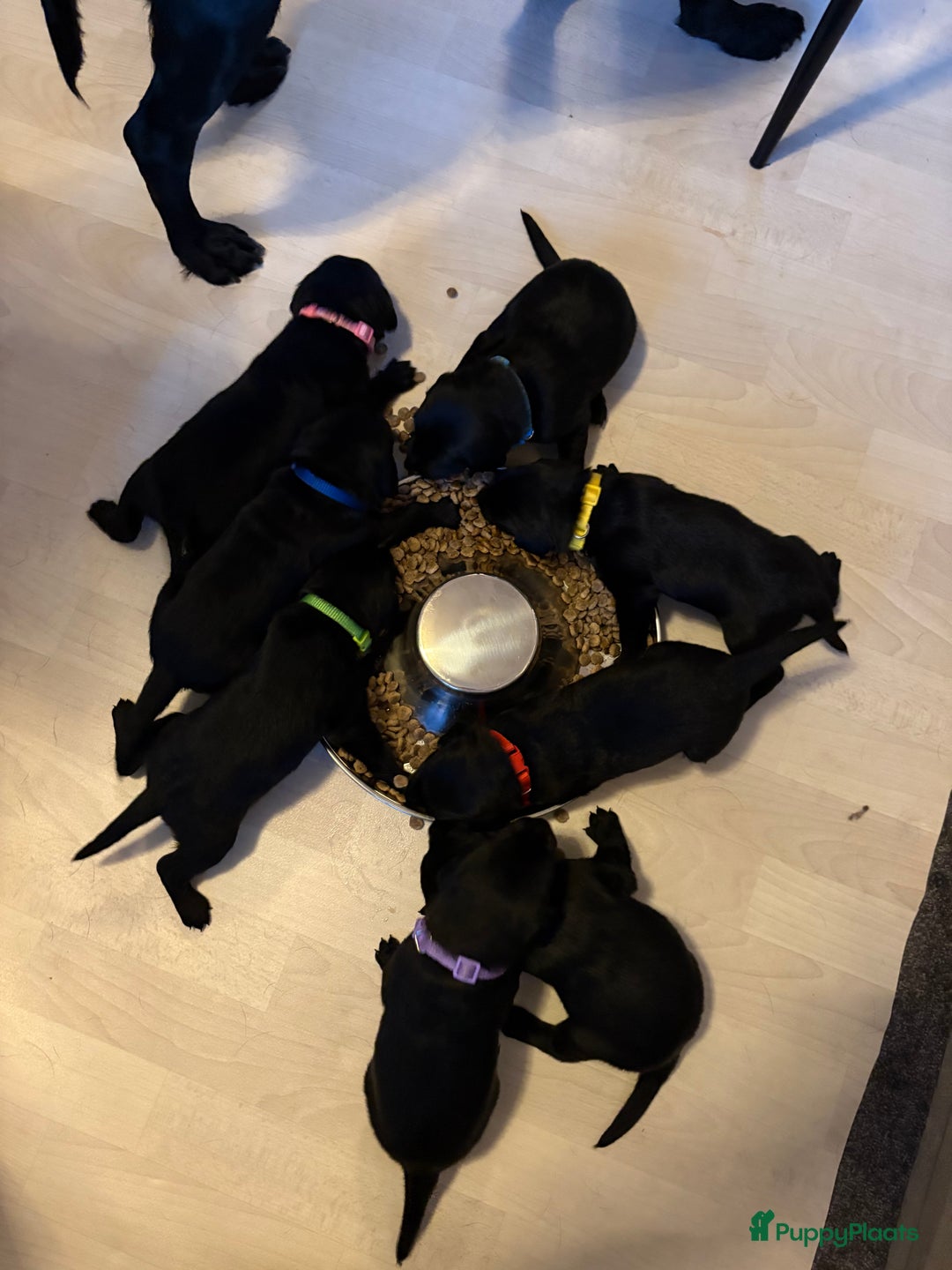 Kruising honden te koop: Labrador puppy’s - Advertentie 14