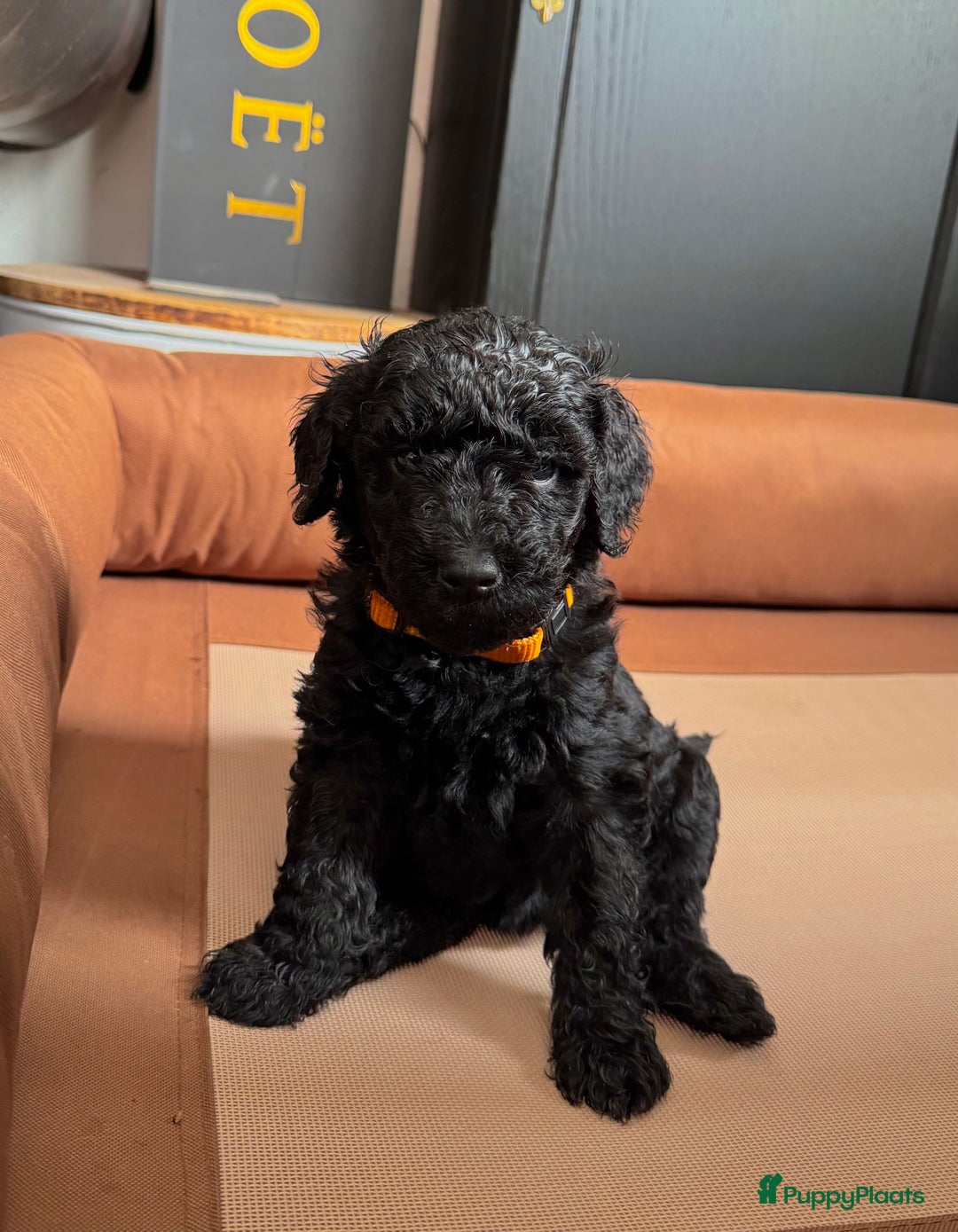 Labradoodle honden te koop: Labradoodle pups groot kleurvast - Afbeelding 3