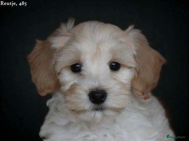 Maltipoo honden Leuke Maltipoo pups. - Advertentie 1