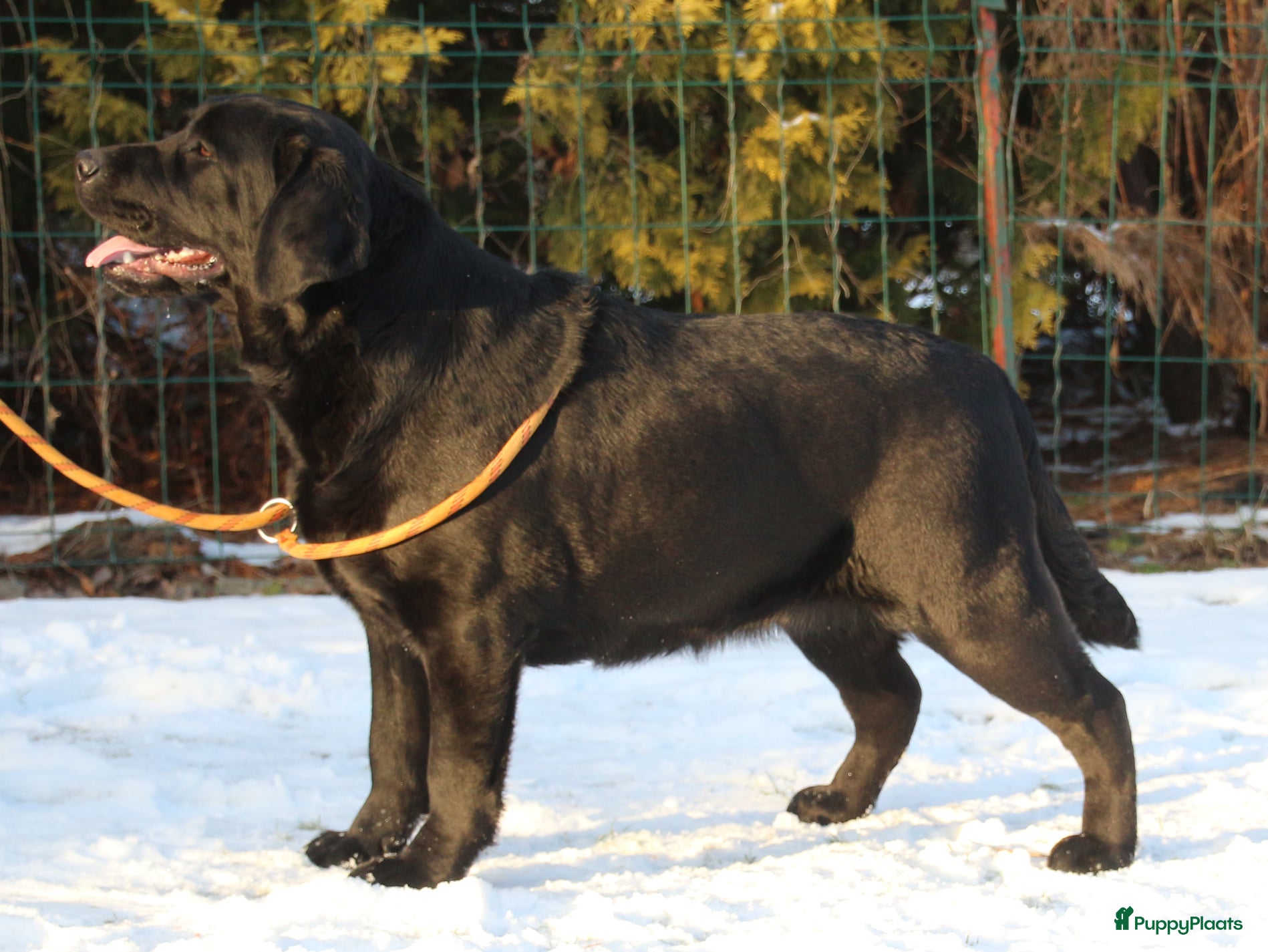Labrador Retriever honden Prachtige labrador pups  - Advertentie 1