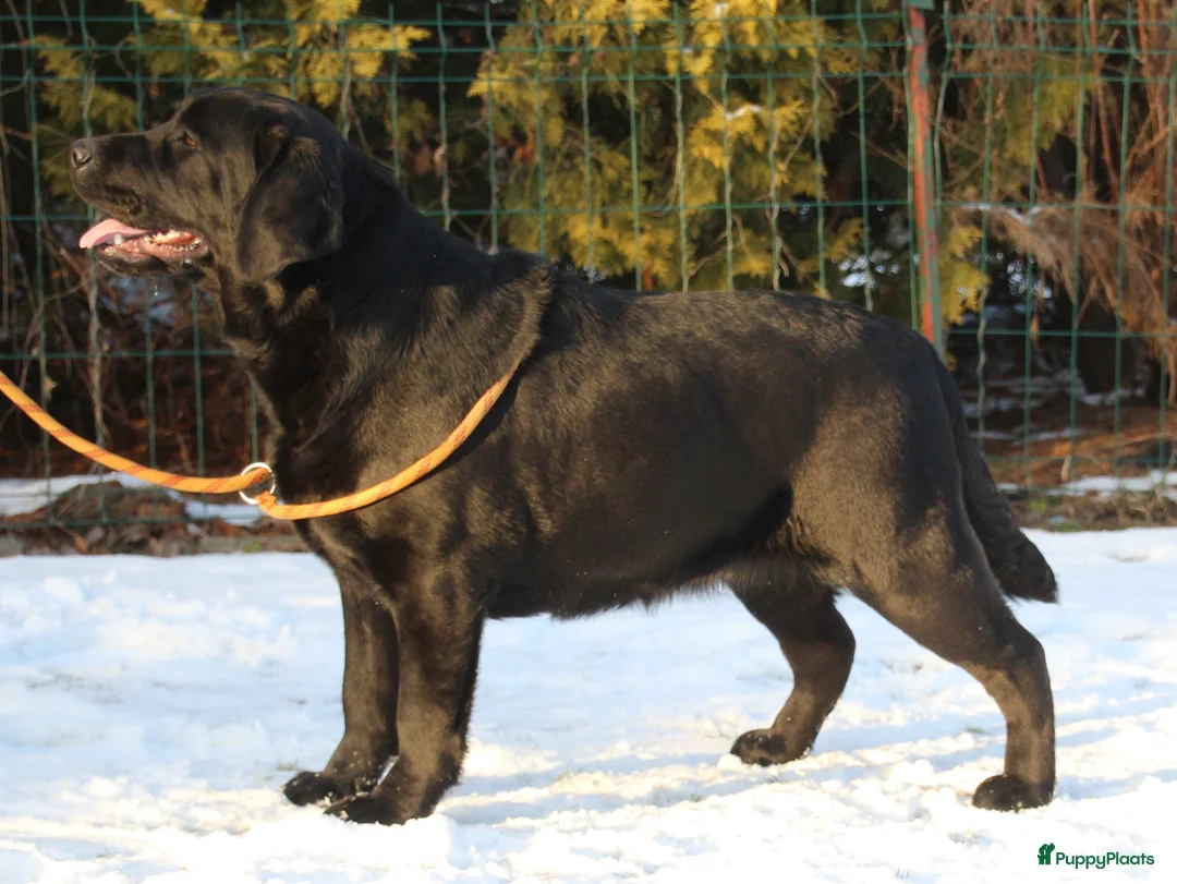 Labrador Retriever honden te koop: Prachtige labrador pups  - Advertentie 1